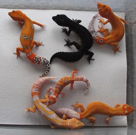 Designer Leopard Geckos- Firefox, Black night, Firefox enigma , albino Zorro mandarin designer, wy g Project, Firefox albino enigma. Gecko Morphs, Leopard Gecko Cute, Leopard Gecko Morphs, Cute Gecko, Cute Lizard, Leopard Geckos, Cute Reptiles, Black Night, Chameleons