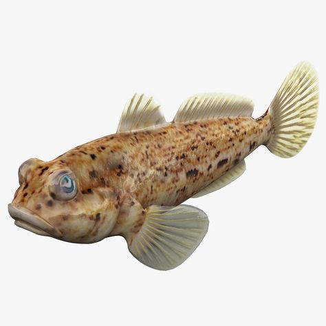 Goby Fish 3D Model #AD ,#Goby#Fish#Model Goby Fish, Blacken Fish, Fish Model, Flyer Design Layout, Fish Supplies, 3ds Max Models, Low Poly, Graphic Design Art, Logo Inspiration