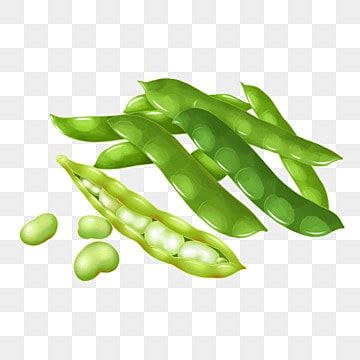 awal musim panas,kacang lebar,kacang polong,makanan,bahan,menanam,lukisan tangan Kacang Polong, Broad Bean, Png Clipart, Asparagus, Photoshop