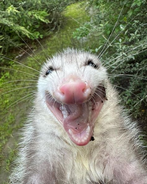 Awesome Possum, Silly Cats Pictures, Trash Panda, Silly Dogs, Pretty Animals, Little Critter, Silly Animals, Like Animals, Dog Drawing