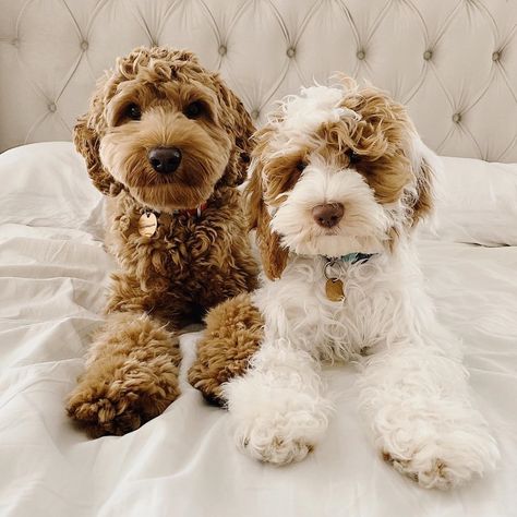 Labradoodle Nation on Instagram: “🐶To be featured👉 #labradoodlenation From: @copper.and.lily 📸 Credit: Tag your friends below 👇 DM us for credit if you are owner.…” Hollywood Glam Fashion, Cream Labradoodle, Miniature Australian Labradoodle, Minature Labradoodle, Brown Labradoodle Aesthetic, Pets Aesthetic, Mini Labradoodle Full Grown, Cavapoo Dogs, Cockapoo Puppies