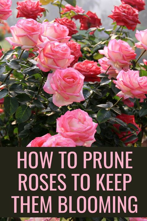 If you want beautiful, healthy rose bushes, you need to learn how to prune roses. Here's all you need to know to maintain gorgeous roses in your garden. Rose Bush Pruning, Orange Rose Bush, Rose Bushes In Front Of House, How To Prune Roses, Trim Rose Bushes, Rose Of Sharon Bush, Prune Roses, How To Trim Roses, Curb Appeal Landscape