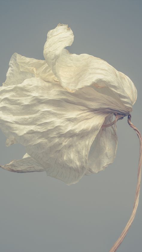 A close up still life of a white wilting flower. Flower Life Cycle, Captivating Photography, Zen Aesthetic, Joshua Smith, Gallery Photography, Minimal Photography, Still Photography, Minimalist Photography, Photorealism