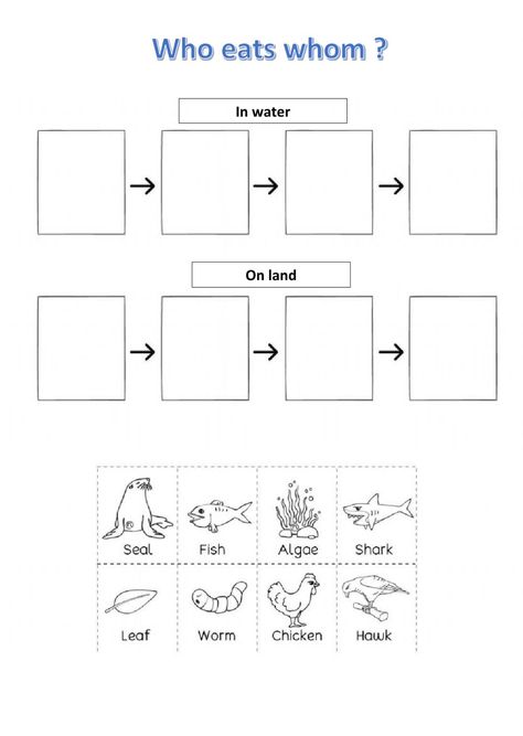 Food Chain Worksheets Grade 4, Ecosystem Worksheets, Food Chain Activities For Kids, Food Chains Activities, Food Chains, Food Chain Game, Simple Food Chain, Food Web Worksheet, Food Chain Worksheet