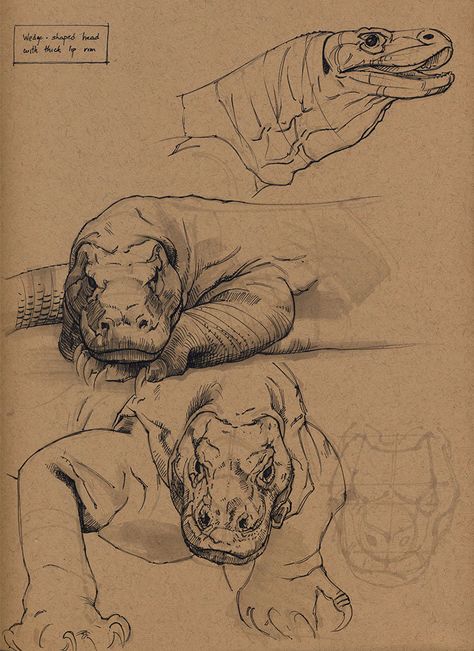 ArtStation - Komodo dragon, Floris van der Peet Komodo Dragon Anatomy, Chameleon Tattoos, Crocodile Skull, Asian Animals, Komodo Dragons, Dragon Anatomy, Geometric Shapes Drawing, Dog Skull, Illustration Journal