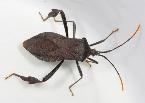 Leaf-footed bug (photo by cotinis) Leaf Footed Bug, Life List, Arthropods, Animal Crossing, Bugs, Animals, Quick Saves, Bugs And Insects