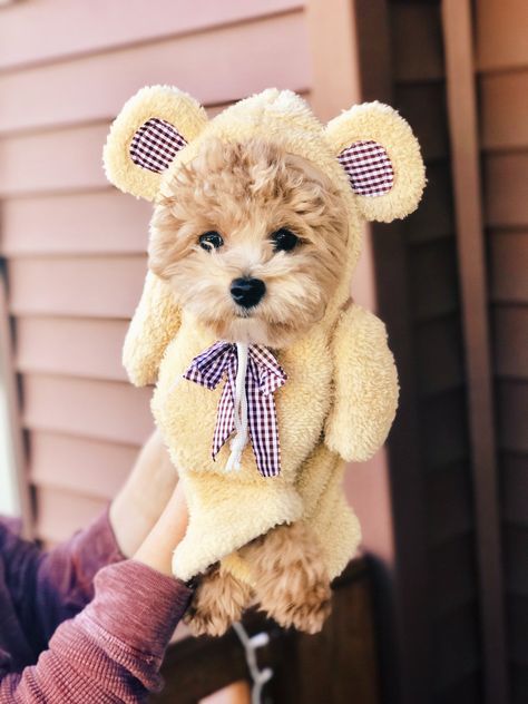 Teddy bear halloween costume for puppies @babybenet on instagram #maltipoo #MaltipooPuppy #teddybearcostume #teddybeardog #teacupdog #dogcostume Teddy Bear Halloween Costume, Bear Halloween Costume, Teddy Bear Costume, Teddy Bear Dog, Bear Halloween, Dog Clothes Diy, Tea Cup Dogs, Maltipoo Puppy, Dream Dog