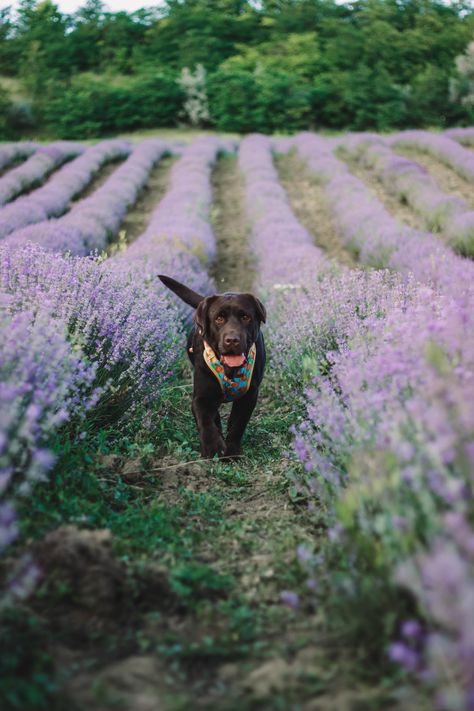 dog labrador on lavender field wearing harness Spring Photoshoot With Dog, Doggie Wallpaper, Bridgerton Photoshoot, Dog Photoshoot Ideas, Dog Birthday Photoshoot, Personality Aesthetic, Vintage Elopement, Flower Farming, Mind Palace