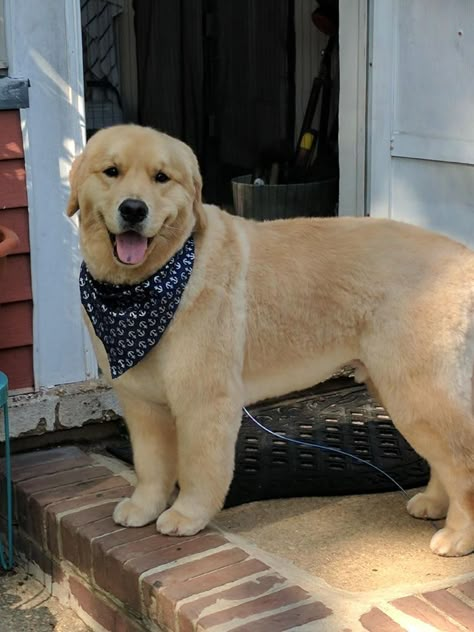 Golden Retriever Trimming, Golden Retriever Summer Haircut, Golden Retriever Haircut Styles, Golden Retriever Grooming Styles, Golden Retriever Haircut, Big Golden Retriever, Hair Cuts 2023, Golden Retriever Grooming, Dog Haircut