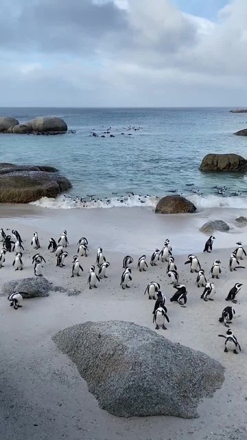 ocean is freedom on Instagram: "Tag someone who loves Penguins 🐧💙⁣ cc: @amieruhlfayer @myeonghoseo⁣ ⁣ ⁣ 1. 📍Boulders Beach in Cape Town. Such a beautiful place and sanctuary for these penguins. ❤️⁣ ⁣ 2. 📍Antarctica⁣ -⁣ #Antarctica #penguin #penguins #ocean #oceanlife #beach #beachlife #nature #animal #wildlife" Boulders Beach, Sea Explorer, Halley's Comet, Boulder Beach, Animal Wildlife, Science Biology, Ocean Life, Beautiful Place, Tag Someone Who