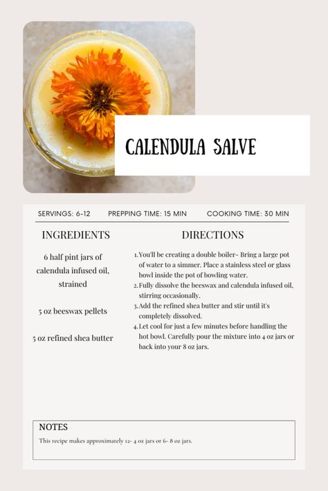 How To Make Calendula Salve - She's Rooted Home Healing Salve Recipe, Calendula Salve, Calendula Benefits, Salve Recipes, Healing Salves, Calendula Flower, Calendula Oil, Plants To Grow, Herbal Apothecary