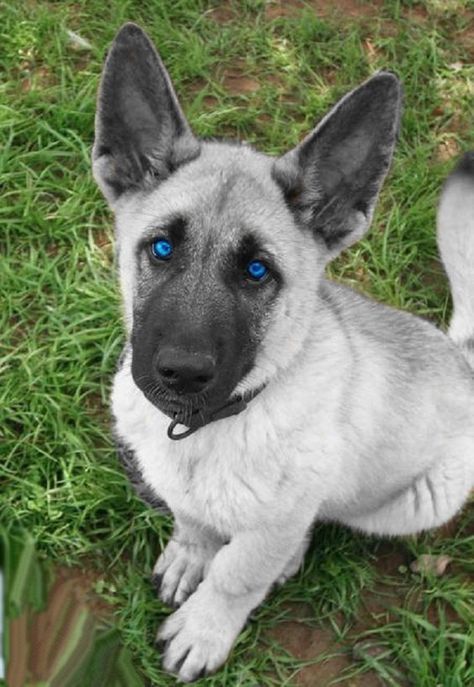 White german shepherd puppies with blue eyes! Blue German Shepherd, Puppies With Blue Eyes, White German Shepherd, Bulldog Francese, Dog German, Love My Dog, Shepherd Puppies, German Shepherd Puppies, German Shepherds