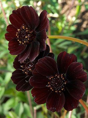 Chocolate Cosmos: height: 1-3ft spread: avg: 18" light: full sun blooms in: mid-summer - fall Cosmos Plant, Chocolate Cosmos, Gothic Garden, Brown Flowers, Black Flowers, Beautiful Blooms, Dream Garden, Love Flowers, Garden Inspiration