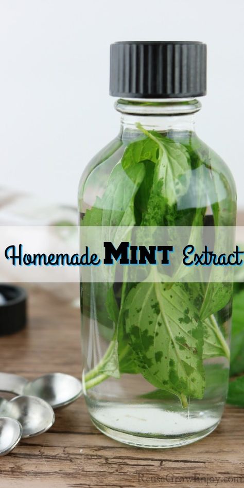 Have mint taking over the garden? This homemade mint extract is so easy to make and such a great way to use up a large amount of mint. Makes a great gift! Mint Oil Diy, Dried Mint Recipes, How To Make Mint Essential Oil, Things To Do With Mint, Ways To Use Mint, What To Do With Mint From The Garden, Fresh Mint Uses, Mint Oil Recipe, Fresh Mint Recipes