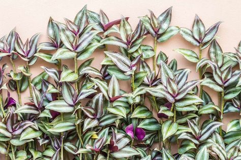 The wandering Jew (Tradescantia Zebrina), also known as the inch plant is a fast-growing species of creepers usually cultivated as ornamentals. The stems of Wondering Jew Plant, Tradescantia Plant, Wondering Jew, Pothos Varieties, Rubber Plant Care, Purple Heart Plant, Jew Plant, Toxic Plants For Cats, Indoor Tropical Plants