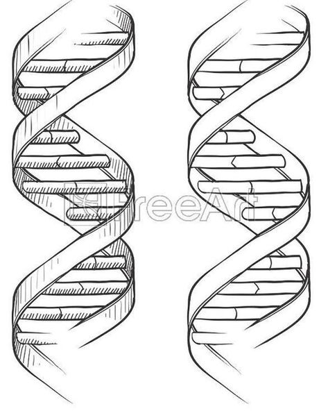 Dna Drawing, Double Helix Piercing, Dna Art, Dna Tattoo, Triple Helix, Dna Helix, Easy Drawings For Beginners, Doodle Tattoo, Free Art Print