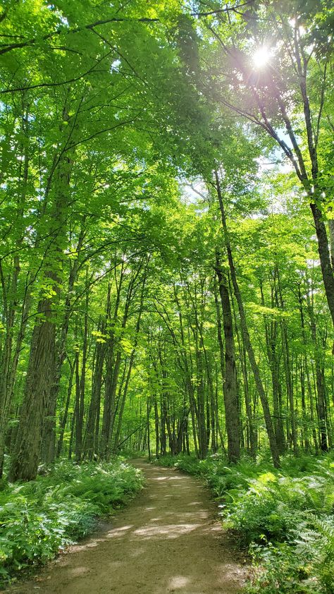 Ventral Vagal, Scenery Photography Nature, Nature Photography Green, Forest Summer, Waterfall Hike, Road Trip Ideas, Summer Forest, Forest Waterfall, Forest Aesthetic