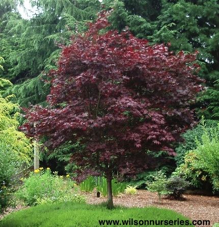 Acer palmatum (Japanese Maple) 'Bloodgood Emperor I' (Emperor Japanese Maple) Japanese Bloodgood Maple Tree, Bloodgood Japanese Maple, Acer Platanoides Crimson King, Acer Palmatum Ukigumo, Cypress Mulch, Acer Palmatum Sango Kaku, Japenese Maple, Lipstick Plant, Fast Growing Evergreens