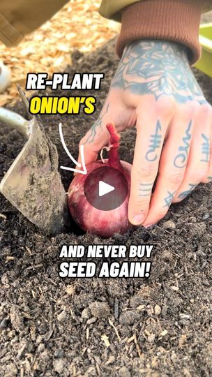 Onion Planting How To Grow, Grow Onions From Onions, Planting Onions From Onions, How To Grow Onions, Onion Gardening, Onion Planting, How To Plant Onions, Onion Plant, Garden Knowledge