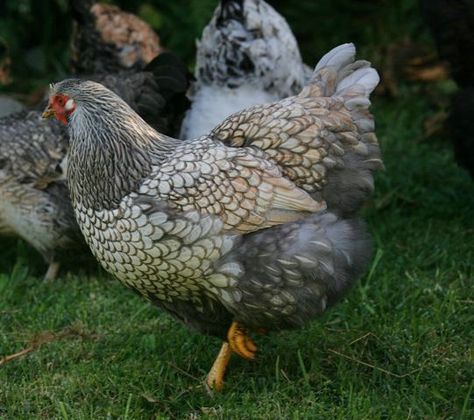 Blue Silver Laced Wyandotte Chicken | blue laced silver wyandotte | Shoalhaven Poultry Wyandottes Laced Wyandotte, Wyandotte Chicken, Laying Chickens Breeds, Blue Chicken, Egg Laying Chickens, Chicken Pictures, Fancy Chickens, Beautiful Chickens, Hen Chicken