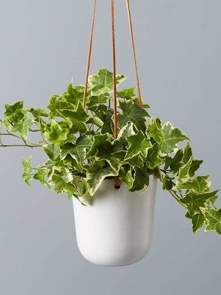 Ivy Indoor, Hanging Ivy, Fecal Matter, Jewel Orchid, Low Light Indoor Plants, Arrowhead Plant, Plant Help, English Ivy, Ivy Plants