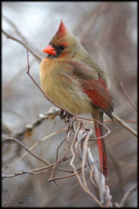 Photography and pictures about birds and wildlife in Southern Ontario including Hamilton to Brant County. Southern Ontario, Northern Cardinal, Cardinal Birds, Yellow Bird, Backyard Birds, Bird Pictures, Red Birds, Pretty Birds, Bird Photo