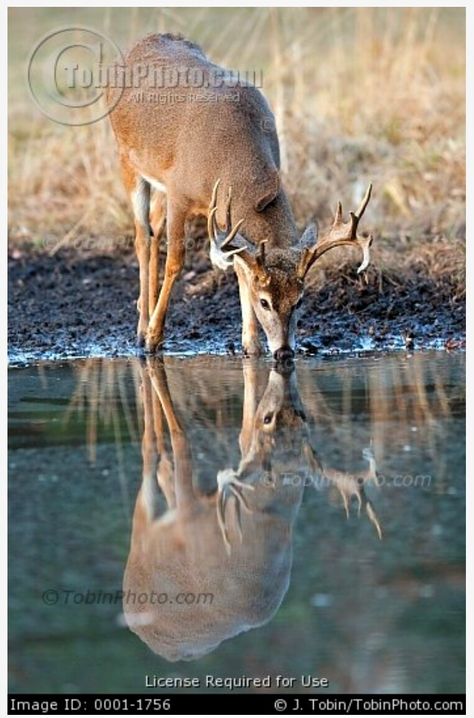 Photo of A Buck Whitetail Deer Taking A Drink of Water ~ [http://www.tobinphoto.com] Deer Drinking Water, Whitetail Deer Pictures, Deer Photography, Deer Species, Deer Drawing, Wild Animals Photography, Deer Pictures, Whitetail Bucks, Buck Deer