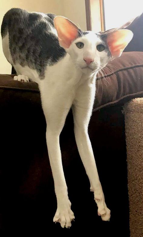 Dobby_Cat “I’m an Oriental Shorthair, but I look a bit different.’ @DobbyTheCat1 via Facebook Orental Short Hair Cats, Dobby Cat, Short Haired Cat, Ugly Cat, Shorthair Cat, Sphynx, Silly Cats, Warrior Cats, Pretty Cats