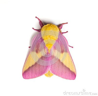 American Boxwood, Maple Moth, Rosy Maple Moth, Southern Living Plant Collection, Cute Moth, Southern Living Plants, Light Pink Flowers, Living Art, Beautiful Bugs