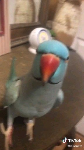 Cute Bird Videos, Talking Parrots Videos, Talking Birds Videos, Parrots Talking, Birds Talking, Parrot Talking, Talking Birds, Parrot Cute, Birds Sounds