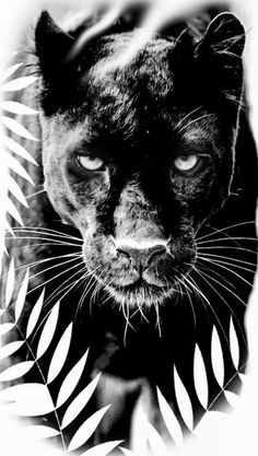 Black Panther Animal Tattoo, Black Panther Animal Art, Black Lion Tattoo, Panther Tattoo Realistic, Puma Tattoo, Panther Tattoos, Wallpaper Dog Aesthetic, Adler Tattoo, Jungle Tattoo