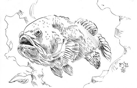 Grouper Fish Drawing, Oscar Fish Tattoo, Grouper Drawing, Grouper Tattoo, Fish Texture, Animal Stencil Art, Ocean Mural, Grouper Fish, Fishing Hacks