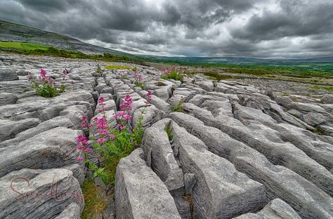 The Burren Ireland Landscape Nature, Burren Ireland, Ireland Photos, Ireland Culture, Clare Ireland, Limestone Rock, Photo Flowers, Ireland Trip, Irish Roots