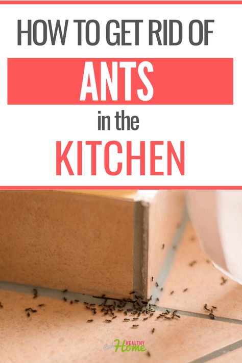 Home Remedies For Ants, Ant Remedies, Kitchen Ants, Ant Killer Recipe, Homemade Ant Killer, Sugar Ants, Ant Spray, Tiny Ants, Ant Repellent