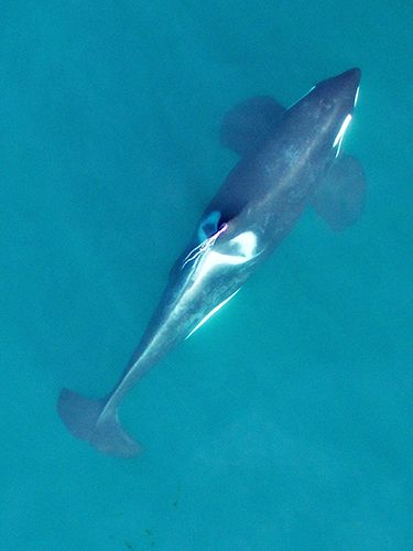 Orca From Above, Whale From Above, Whale Sketch, Shadow Tattoo, Vancouver Aquarium, Feature Story, Shamanic Journey, Orca Whale, Unmanned Aerial Vehicle