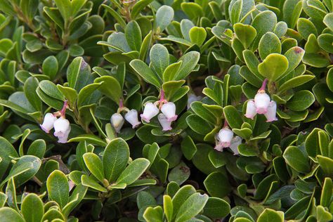 Arctostaphylos uva-ursi, Bearberry,  Creeping Manzanita, Common Bearberry, Kinninnick, Kinnikinnick, Pinemat Manzanita, Evergreen Shrub, Hardy Shrub, Shrub with berries Arctostaphylos Uva-ursi, Kinnikinnick Plant, Desert Homestead, Lawn Replacement, Plant Palette, New England Garden, Uva Ursi, Planting Plan, Beading Inspiration