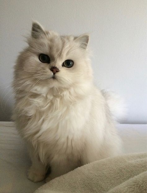 cute cats Gato Munchkin, Munchkin Cat, Söt Katt, Cute Cats Photos, White Cats, Fluffy Cat, Cat Aesthetic, Cute Cats And Kittens