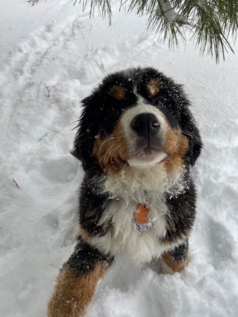 Bernese Mountain Dog Christmas, St Bernese, Bernese Mountain Dog Aesthetic, Bernice Mountain Dog, Burmese Mountain Dogs, Bernese Puppy, Dog Winter, Pretty Dogs, Best Dog Breeds