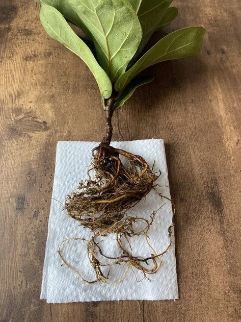 How to Fix Root Rot in Fiddle Leaf Fig - 4 Helpful Instructions! 1 Fig Images, Fiddle Fig, Black Roots, Root Rot, Plant Problems, Fiddle Leaf, Fiddle Leaf Fig, New Growth, The Roots