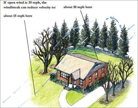 Windbreak Trees, Backyard Trees, Planting Tips, Planting Trees, Wind Break, Garden Beautiful, Arbour Day, Farmhouse Ideas, Wildlife Habitat