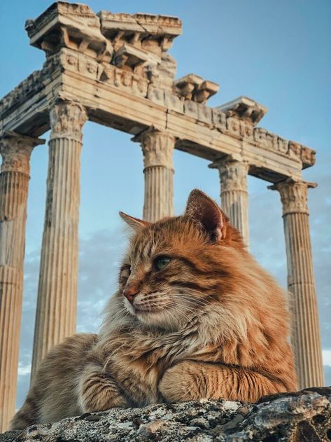 Foster Kittens, Norwegian Forest, Gorgeous Cats, Forest Cat, Cat Pose, Norwegian Forest Cat, Cute Cats And Kittens, Cat Sitting, Beautiful Cats