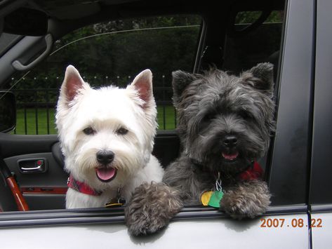 my west highland terrier, Stewart and my cairn terrier, Watson To My Dog, Westie Puppies, Puppy Cut, Cairn Terriers, Westie Dogs, Terrier Puppy, Cairn Terrier, West Highland White Terrier, West Highland Terrier