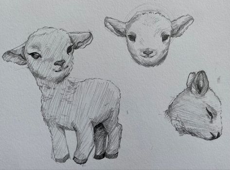 Lamb Cute Drawing, Draw Sheep Easy, Easy Sheep Drawings, How To Draw A Lamb, Goat Drawing Sketch, Lamb Doodle, Sketch Hatching, Lamb Sketch, Sheep Sketch