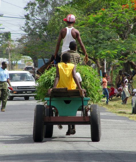 Horse cart History Of Christmas, British Guiana, Horse Cart, Family Roots, West Indies, 15th Century, South America, Then And Now, Baby Strollers