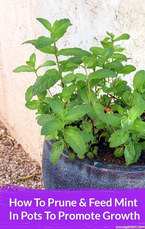 This is all about how to prune and feed mint in pots (or in the garden) to promote the new growth that we wait to see happen in spring. Mint In Containers, Mint In Pots, Mint Garden, Growing Mint, Tattoo Plant, Mint Plants, Fall Garden Vegetables, Home Vegetable Garden, Gardening Advice