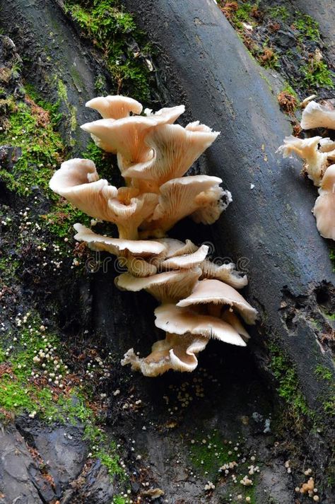 Tree mushroom on a rotten tree trunk. Green moss, mushroom in the forest, summer , #spon, #tree, #trunk, #Green, #Tree, #mushroom #ad Mushroom On Tree, Mushroom On Trees, Forest Floor Mushrooms, Tree Trunk With Mushrooms, Mossy Mushroom Forest, Mushroom Spores, Mushroom Images, Tree Mushrooms, Fungi Art