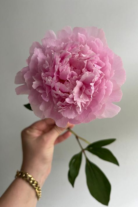 Sarah Bernhardt Peony, Cool Toned Pink, Sarah Bernhardt, Peonies Garden, Flower Therapy, Paper Flower Tutorial, Event Flowers, Crepe Paper, Flower Tutorial