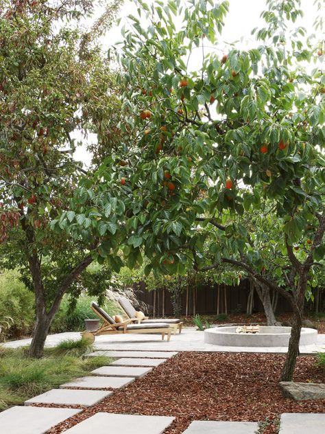 Trees Landscaping Design, Pictures, Remodel, Decor and Ideas - page 13 December Checklist, Hard Landscaping Ideas, Drought Garden, Gardening Checklist, Parents Retreat, Fruit Trees Backyard, Garden Orchard, Vege Garden, Persimmon Tree