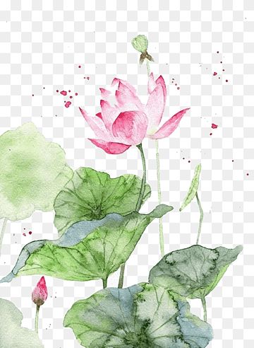 Lotus Flower Painting Watercolors, Lotus Flower Watercolor, Chinese Painting Traditional, Lotus Flower Painting, Pink Lotus Flower, Watercolor Lotus, Pink Flowers Background, White Lotus Flower, Lotus Flower Art