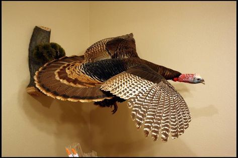 Check Out These 10 Cool Ideas for Turkey Mounts Wood Duck Mounts, Turkey Hunting Decor, Turkey Mounts, Log Home Kitchen, Duck Mount, Elk Pictures, Hunting Crafts, Bird Taxidermy, Taxidermy Decor